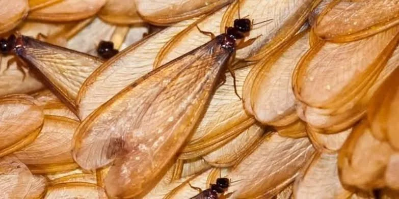 Benarkah Laron Tanda Rayap? Kenali Faktanya Sebelum Terlambat