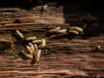 ilustrasi termite control warehouse