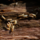 ilustrasi termite control warehouse