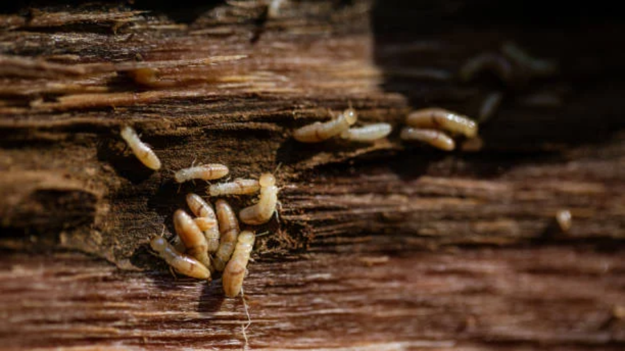 ilustrasi termite control warehouse