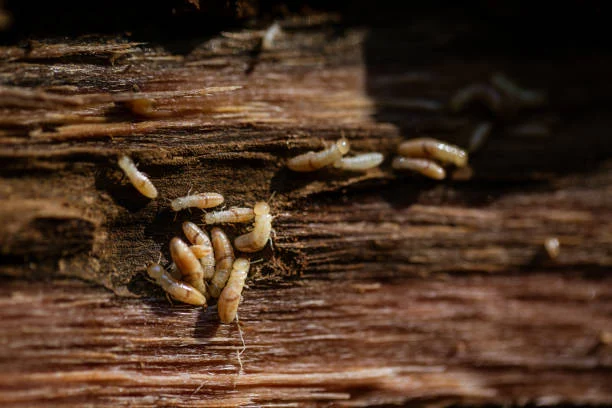 Termite Control Warehouse: Jasa Basmi Rayap Gudang Profesional